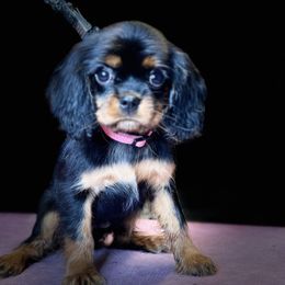 Cavalier King Charles Spaniels from The Furry Godmother Cavaliers