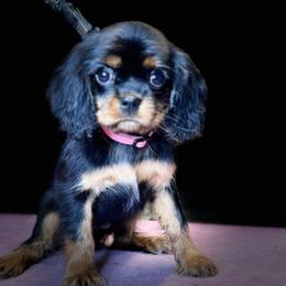Cavalier King Charles Spaniels from The Furry Godmother Cavaliers