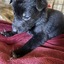 Red Collar - Black male German Shepherd puppy in Punta Gorda, Florida from Blitzenhaus Working Dogs-Home of the Working Czech Shepherd and Rottweiler