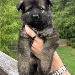Pink - Sable female German Shepherd puppy in Tennessee from Chattanooga Tn German Shepherds
