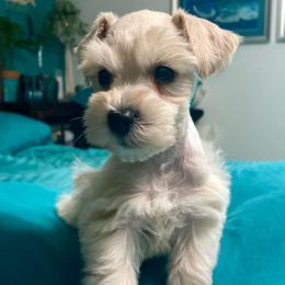 Spencer - Wheaten male Miniature Schnauzer puppy in Interlachen, Florida from Pam's Schnauzers