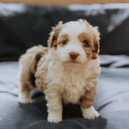 Aussiedoodle Puppies from Aunt Mae’s Doodles