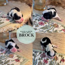 Brock - Black and white male Cockapoo puppy in Lafayette, Louisiana from Kinkade Kennels