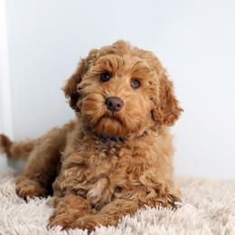 Indigo - Caramel red male Australian Labradoodle puppy in Williamstown, New York from Lewis Manor Labradoodles