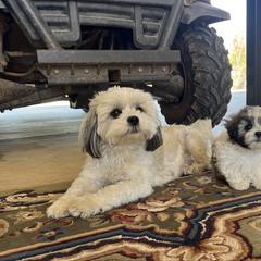 Mal-Shi puppies from Tx Pups