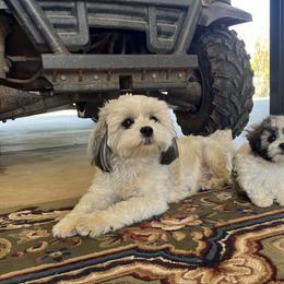 Mal-Shi puppies from Tx Pups