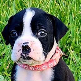 Peach Collar - Brindle female Boxer puppy in Pass Christian, Mississippi from Amanda Edwards