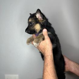 Laney - Black and tan female German Shepherd puppy in Florida from Best Shepherds