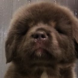 Tibetan Mastiff Puppies from Aujudon Tibetan Mastiffs