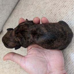 Ozzy - Brindle male Dachshund puppy in Barnard, Missouri from KB Doxies