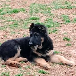 German Shepherd Puppies from Kaeginart's GSD