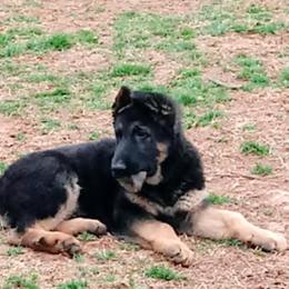 German Shepherd Puppies from Kaeginart's GSD