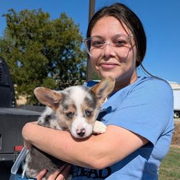 Gilbert Blythe - Blue merle and white male American Corgi puppy in Paden, Oklahoma from Sunray Ranch