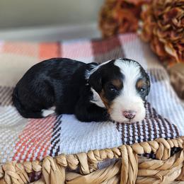 Bourbon - Tri-color male Bernedoodle puppy in Russell Springs, Kentucky from 270 Doodles