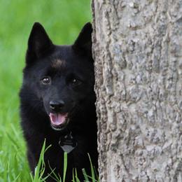 Schipperke All Grown Up from Safari Schipperkes