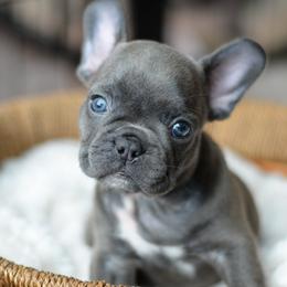 French Bulldog and Goldendoodle Puppies from Fox Run Farm