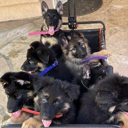 German Shepherd Puppies from Brooks High Quality Breeders