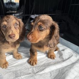 Cockapoo, Dachshund, and Miniature Schnauzer Puppies from LUXEYPUPS