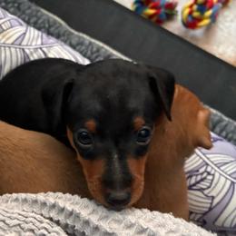 Saxon - Black and rust male Miniature Pinscher puppy in Eagle Creek, Oregon from Peacock Miniature Pinschers