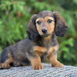 Ruthy - Red female Dachshund puppy in Crystal, Michigan from Mare-bella Dachshunds