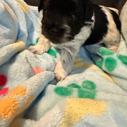 Teddy - Parti male Miniature Schnauzer puppy in Lubbock, Texas from R&T Tx Mini Schnauzers