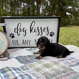 Black and tan - Black and tan male Dachshund puppy in Ozark, Alabama from Honey Hill Dachshunds
