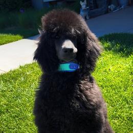 Poodle puppies from HD Poodles