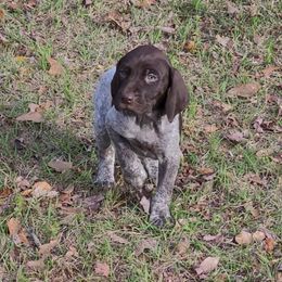 German Shorthaired Pointer Puppies from Stoney Fork German Shorthaired Pointers