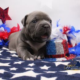 American Bully Puppies from 49th State Kennels