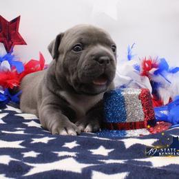 American Bully Puppies from 49th State Kennels
