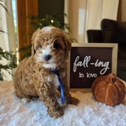 Blue Collar Channing - Red  male Goldendoodle puppy in Bristol, Tennessee from 4goldendoodles