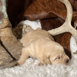 Butter Bean - Yellow female Labrador Retriever puppy in Tehachapi, California from Twisted Wire Ranch Retrievers