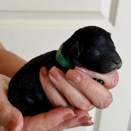 Geo (F2bb green boy) - Black and white male Aussiedoodle puppy in Midlothian, Texas from Gray Doodles
