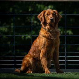 Tymber - Golden Retriever