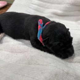 Pink Blue - Bi-color female German Shepherd puppy in Gainesville, Georgia from Vom Haus Schair-Finest Working line German Shepherd Puppies