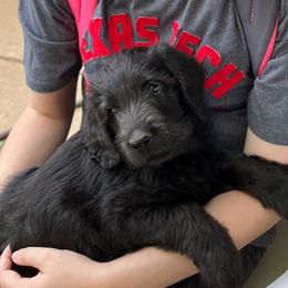 Boy 4 - Black male Labradoodle puppy in Spur, Texas from Purple Heart Canines