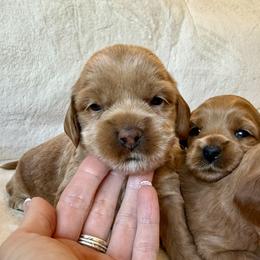 Toto - Golden male Cockapoo puppy in Roseville, California from Darby Park Doodles