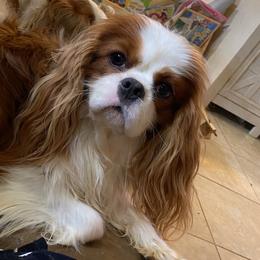 Chewbacca - Cavalier King Charles Spaniel