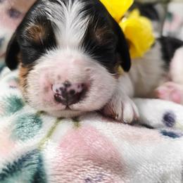 Tulip - Tri-color female Cavapoo puppy in Roseville, California from Heavenly Goldendoodles