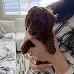 Goldendoodle puppies from Mar Doodles LLC