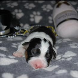 Cookie - Black tri-color male Australian Shepherd puppy in Alma, Georgia from Epiphany Australian Shepherds