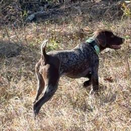 Annie - German Shorthaired Pointer