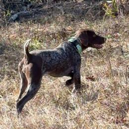 Annie - German Shorthaired Pointer