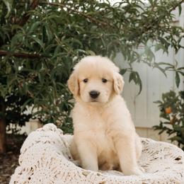 Leah - Golden female Golden Retriever puppy in Ramona, California from SDPREMIERGOLDENS
