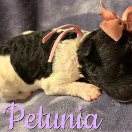 Petunia - Parti female Poodle puppy in Independence, Kansas from Malone Standard Poodles