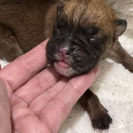 Honey- Powder Blue- Fawn Female 4 - Fawn female Boxer puppy in Madras, Oregon from BnT Boxers