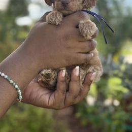 Jazz - Red  male Poodle puppy in Kissimmee, Florida from Unique Poodles