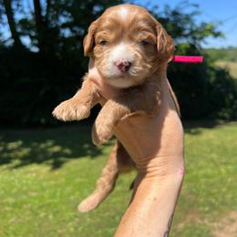 Pink Girl - Red  female Goldendoodle puppy in Richmond, Kentucky from The Doting Doodle