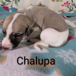 Chalupa - White and fawn female Whippet puppy in Sweet Home, Oregon from Imperialis Kennels