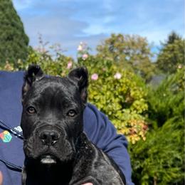 2 - Black brindle male Cane Corso puppy in Keizer, Oregon from Clear Creek